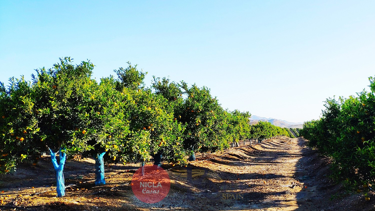  _ NICLA-RMB: Antas organge grove